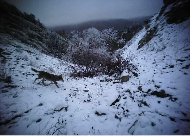Erzincan’da yaban hayat fotokapanlarla görüntülendi