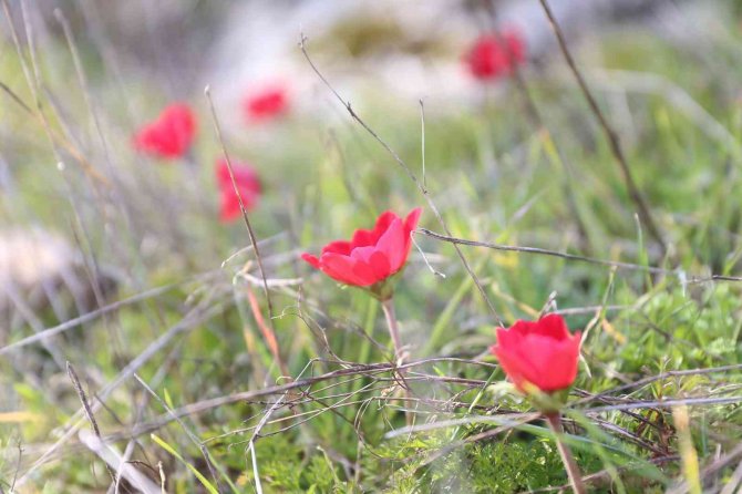 Laleler 1 ay erken açtı