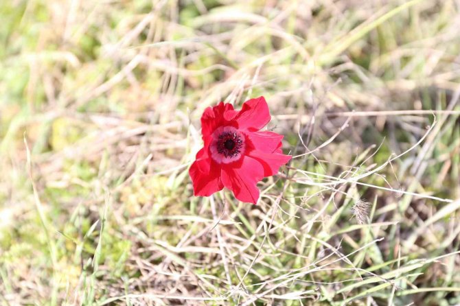 Laleler 1 ay erken açtı