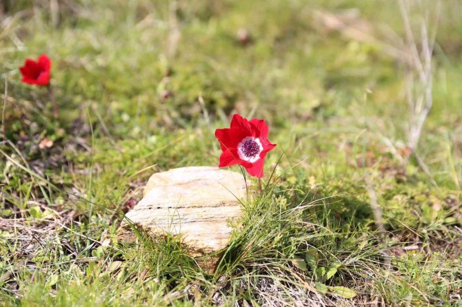 Laleler 1 ay erken açtı