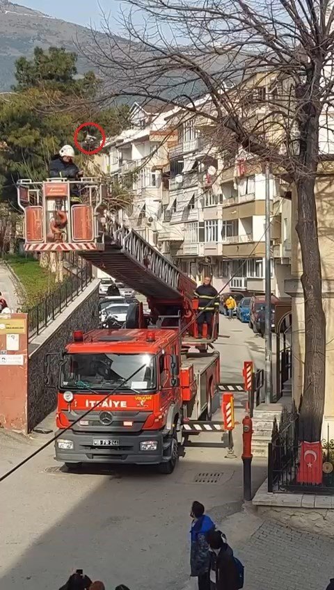 Ağaçta asılı kalan kuşu itfaiye ekipleri kurtardı