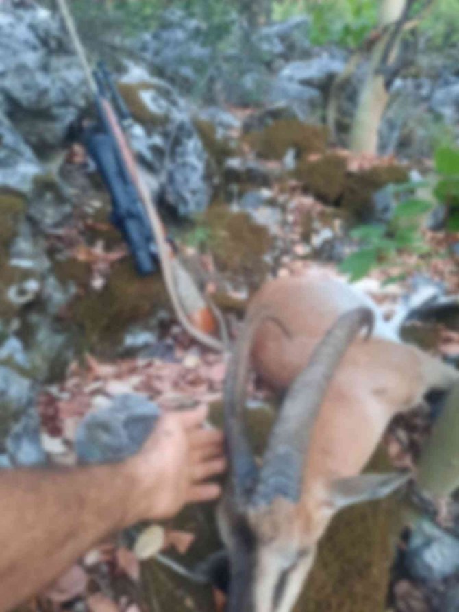 Kaçak yaban keçisi avına 420 bin TL ceza