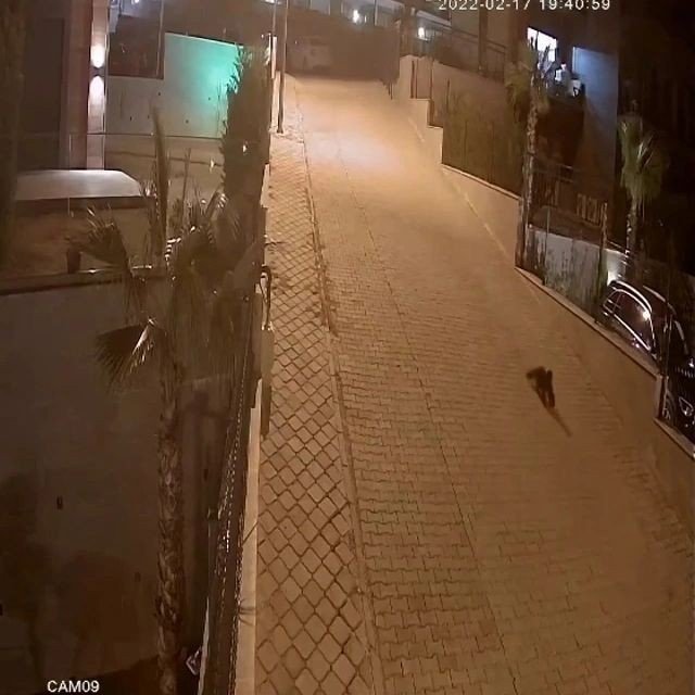 Ayakkabı hırsızı kedi çıktı