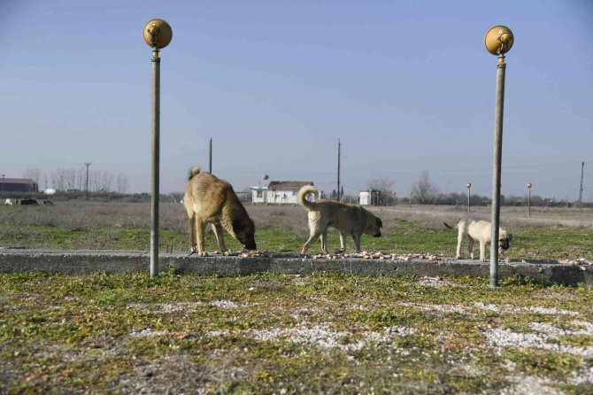Adana’da sokak hayvanları unutulmadı
