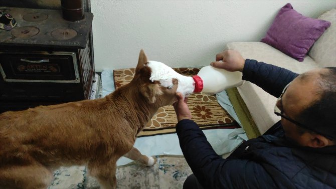 Annesi öldüğü için "Öksüz" adını verdiği buzağıya evinde özenle bakıyor