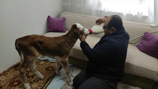 Annesi öldüğü için "Öksüz" adını verdiği buzağıya evinde özenle bakıyor