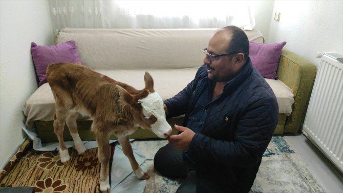 Annesi öldüğü için "Öksüz" adını verdiği buzağıya evinde özenle bakıyor