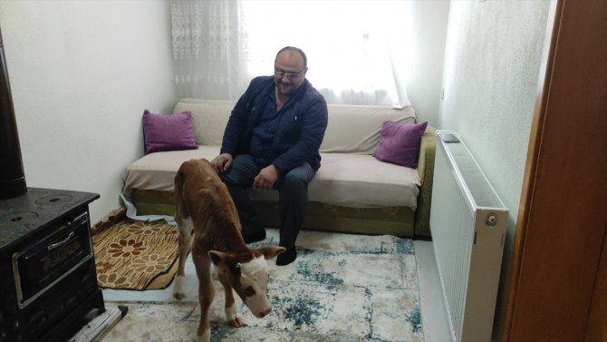 Annesi öldüğü için "Öksüz" adını verdiği buzağıya evinde özenle bakıyor