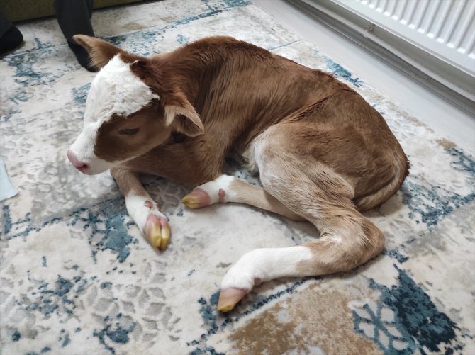 Annesi öldüğü için "Öksüz" adını verdiği buzağıya evinde özenle bakıyor