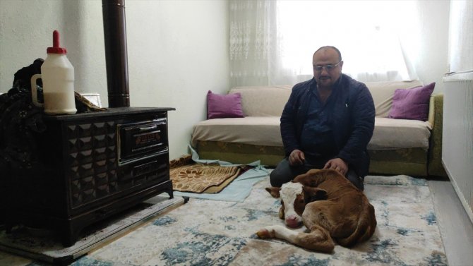 Annesi öldüğü için "Öksüz" adını verdiği buzağıya evinde özenle bakıyor