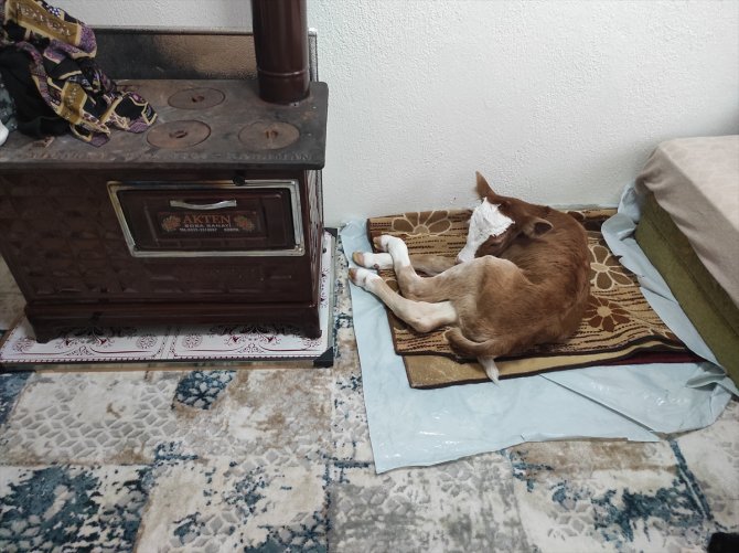 Annesi öldüğü için "Öksüz" adını verdiği buzağıya evinde özenle bakıyor