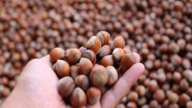 Düzce’den Ocak ayında 2 bin tondan fazla fındık ihraç edildi