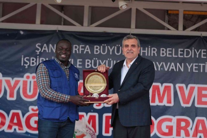 Şanlıurfa’da besicilere büyükbaş hayvan dağıtıldı