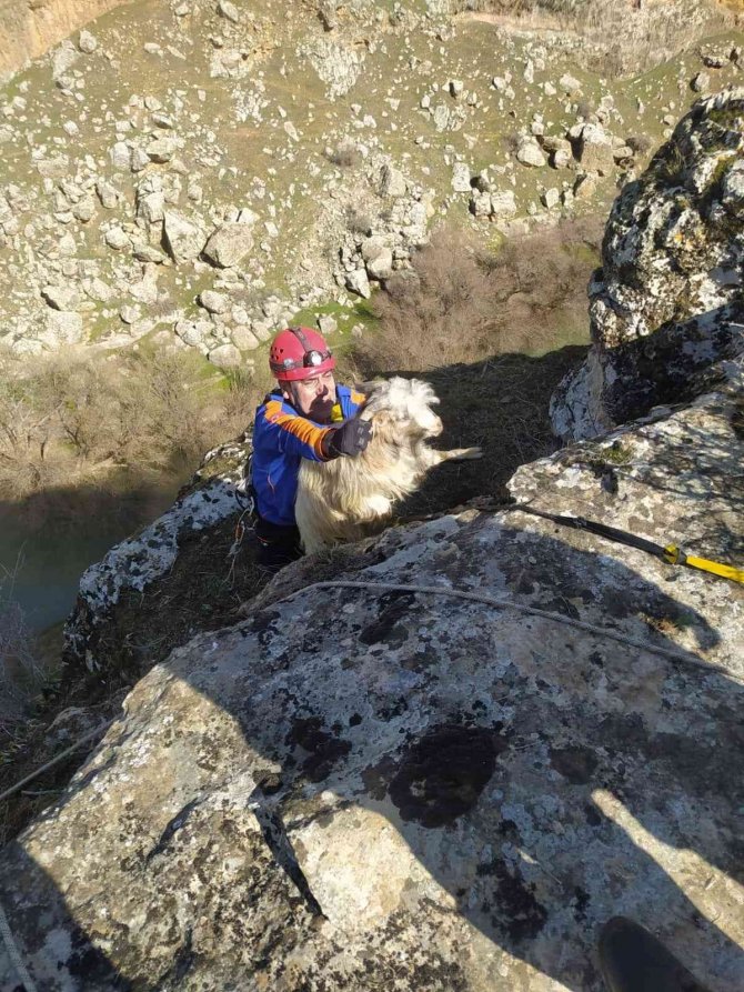 Uçurumda mahsur kalan keçileri AFAD kurtardı