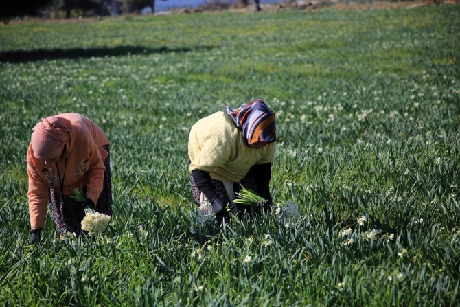 Nergis çiçeği kadınların ekmek kapısı oldu