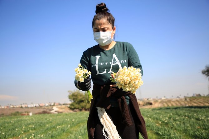 Nergis çiçeği kadınların ekmek kapısı oldu