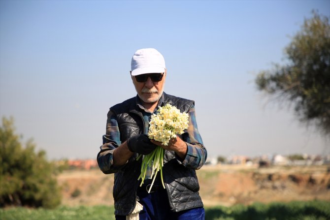 Nergis çiçeği kadınların ekmek kapısı oldu