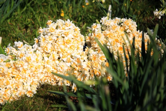 Nergis çiçeği kadınların ekmek kapısı oldu