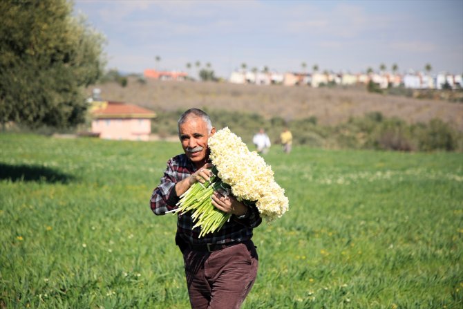 Nergis çiçeği kadınların ekmek kapısı oldu