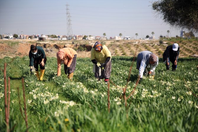 Nergis çiçeği kadınların ekmek kapısı oldu