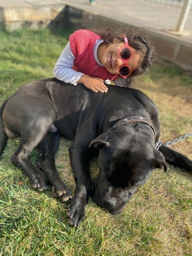 Minik Asiye’nin pitbull saldırısına uğramasına ilişkin dava başladı