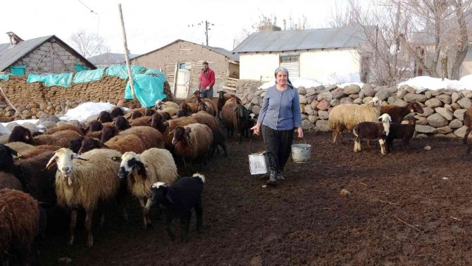 Baharın müjdecisi kuzuların anneleriyle buluşma anı