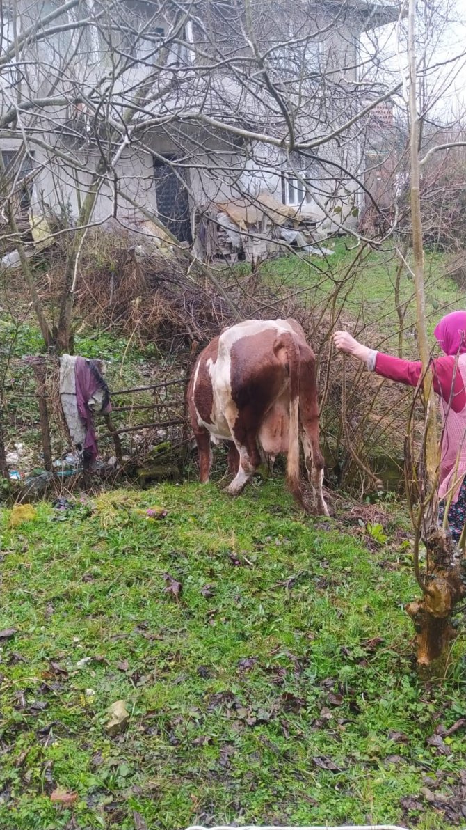 İki duvar arasında kalan ineği itfaiye ekipleri kurtardı