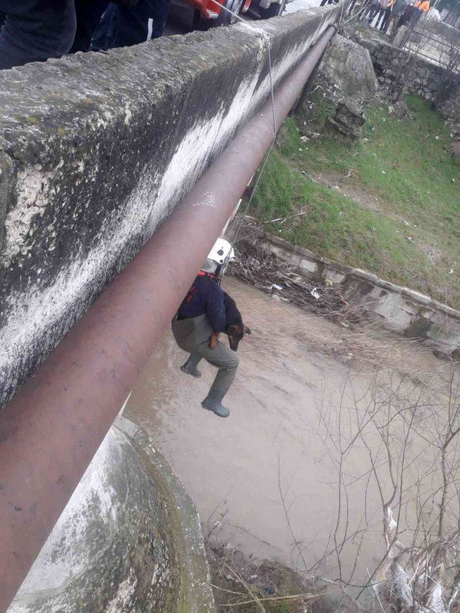 Kum adacığında mahsur kalan köpek kurtarıldı