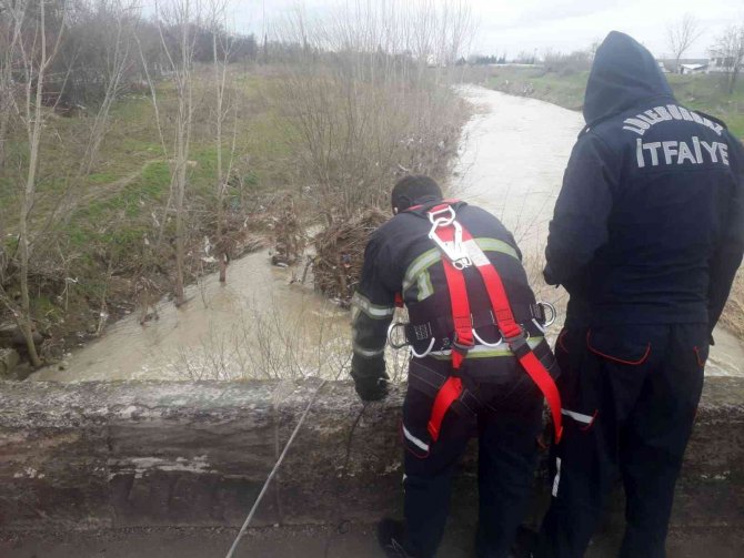 Kum adacığında mahsur kalan köpek kurtarıldı