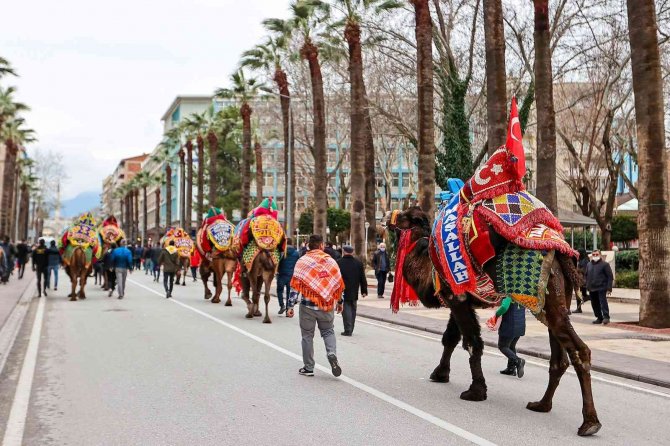Pehlivan develer görücüye çıktı