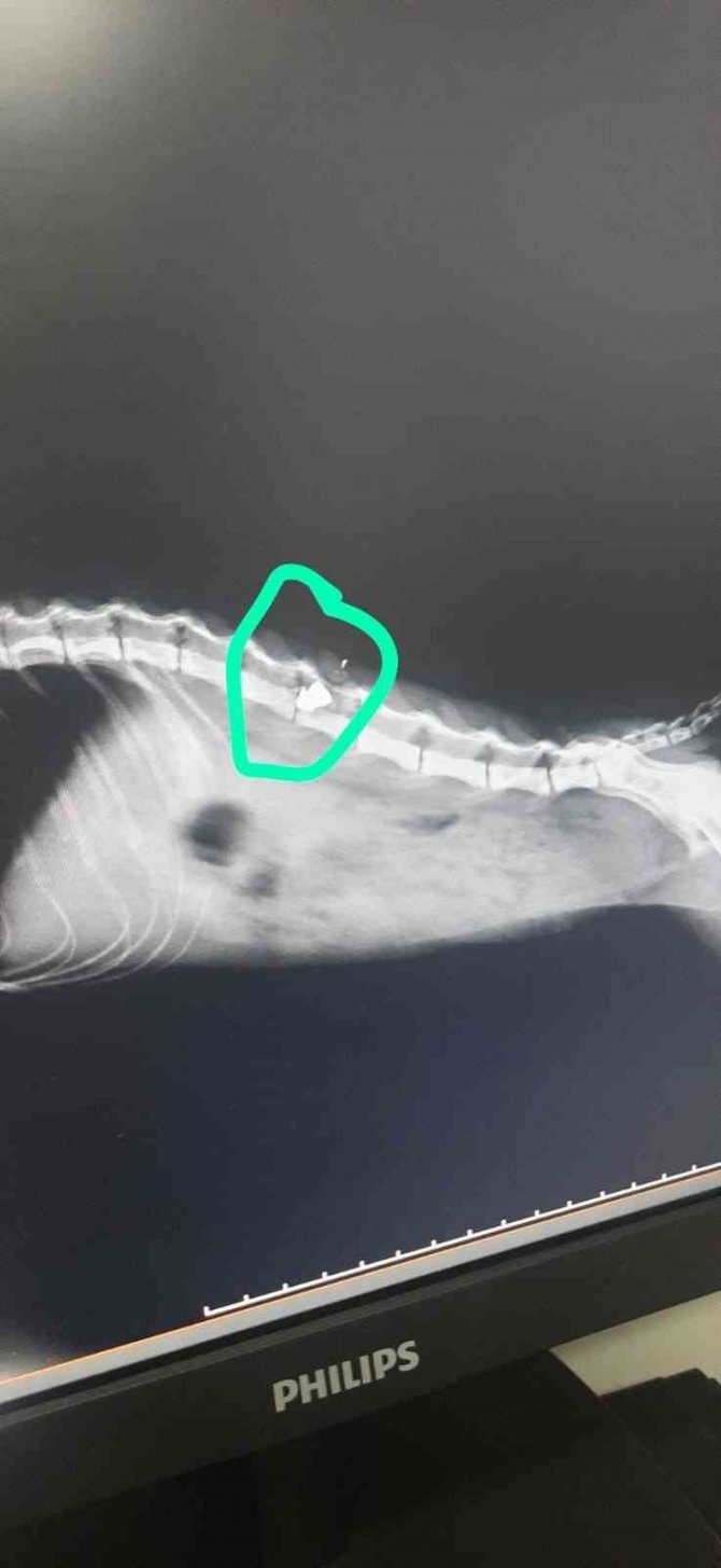 Evinin önünde dolaşıyor diye kediyi vurdu