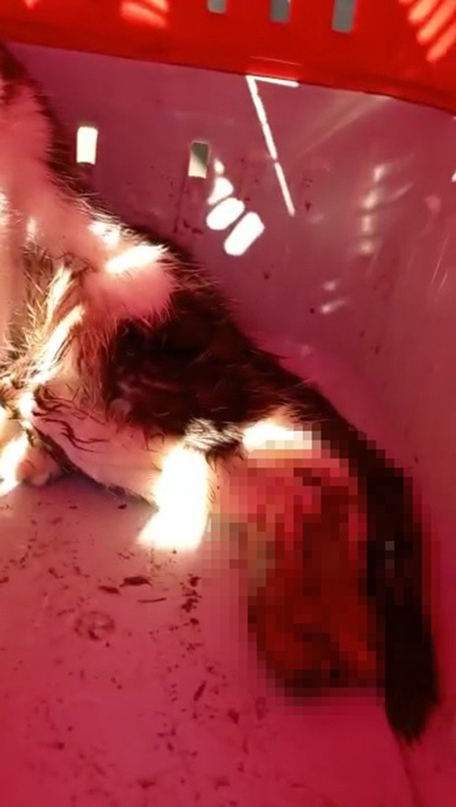 Evinin önünde dolaşıyor diye kediyi vurdu