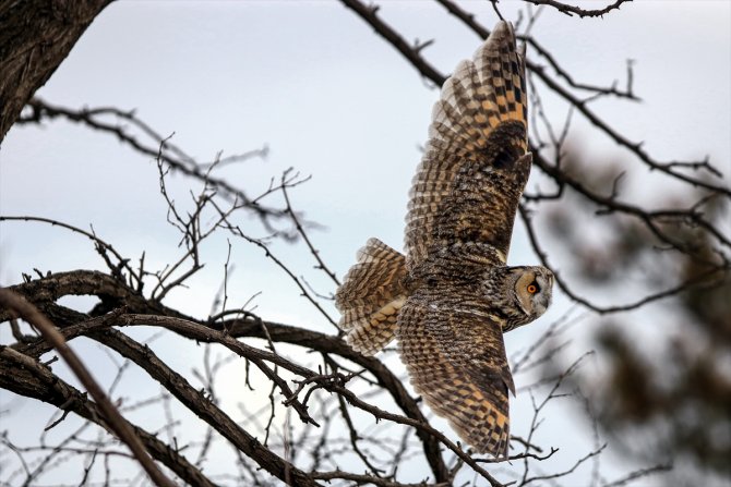 Tuz Gölü'nün kulaklı orman baykuşları doğal ortamında görüntülendi