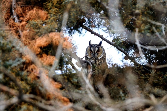 Tuz Gölü'nün kulaklı orman baykuşları doğal ortamında görüntülendi