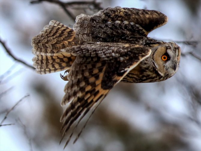 Tuz Gölü'nün kulaklı orman baykuşları doğal ortamında görüntülendi