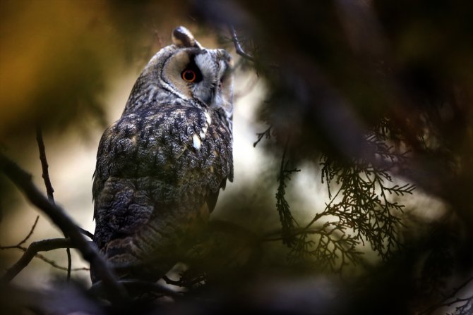 Tuz Gölü'nün kulaklı orman baykuşları doğal ortamında görüntülendi