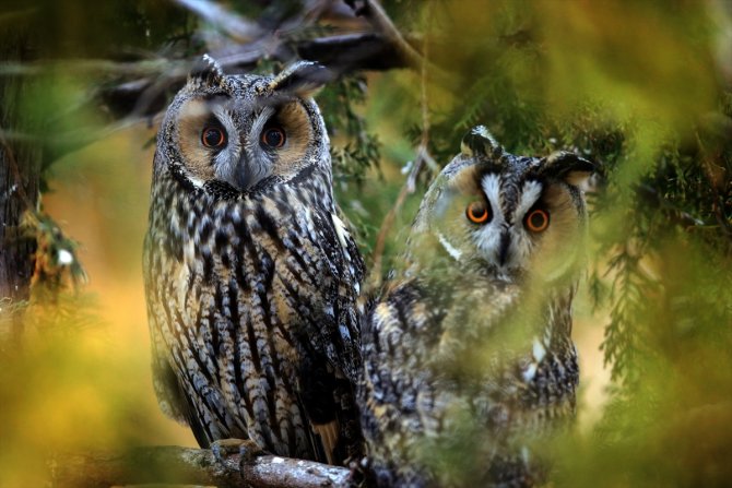 Tuz Gölü'nün kulaklı orman baykuşları doğal ortamında görüntülendi