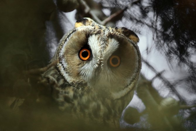 Tuz Gölü'nün kulaklı orman baykuşları doğal ortamında görüntülendi