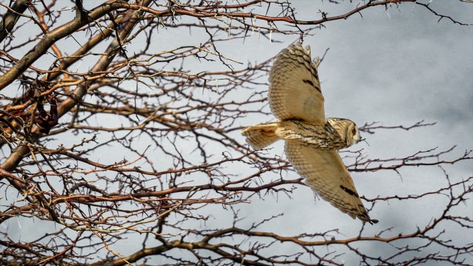 Tuz Gölü'nün kulaklı orman baykuşları doğal ortamında görüntülendi