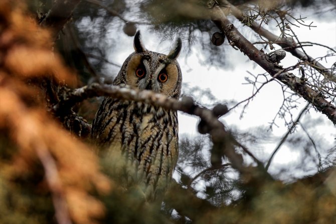 Tuz Gölü'nün kulaklı orman baykuşları doğal ortamında görüntülendi