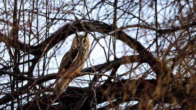 Tuz Gölü'nün kulaklı orman baykuşları doğal ortamında görüntülendi