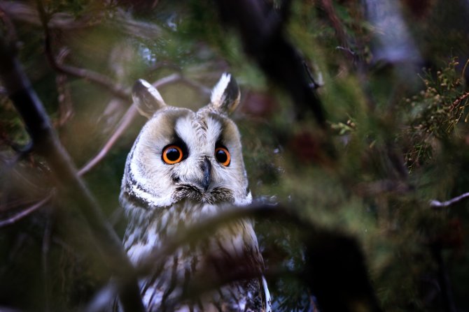 Tuz Gölü'nün kulaklı orman baykuşları doğal ortamında görüntülendi