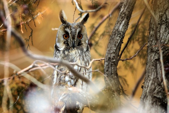 Tuz Gölü'nün kulaklı orman baykuşları doğal ortamında görüntülendi