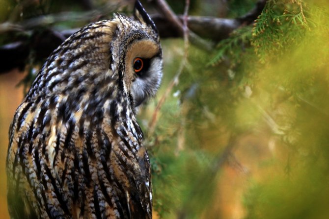 Tuz Gölü'nün kulaklı orman baykuşları doğal ortamında görüntülendi
