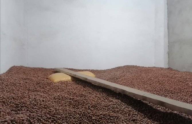 Giresun’da fındık fiyatı düştü