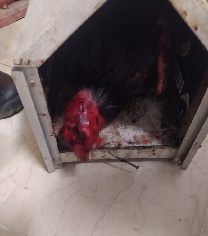 Horoz dövüştürenlere 13 bin TL para cezası