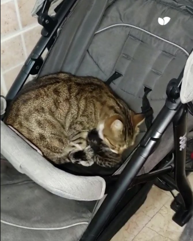 Apartmanda doğum yapan kedi ve yavrulara vatandaşlar sahip çıktı