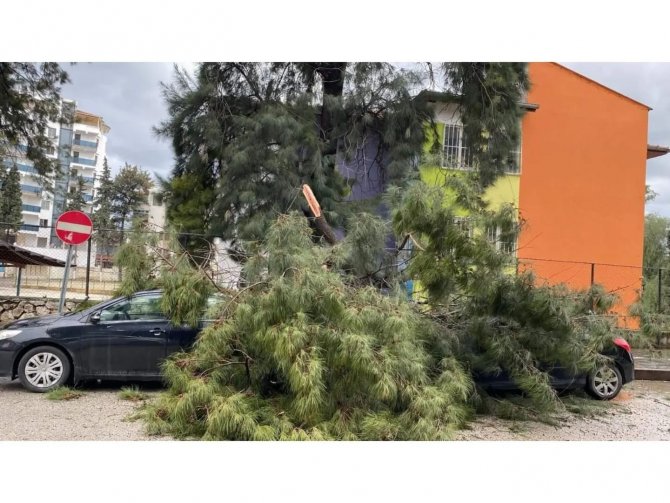 Fırtına ağaçları devirdi