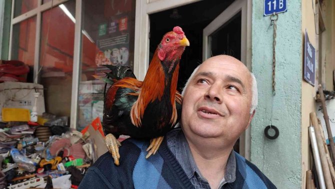 Her gün işe omzundaki horozu ile birlikte gidiyor