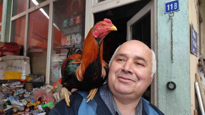 Her gün işe omzundaki horozu ile birlikte gidiyor